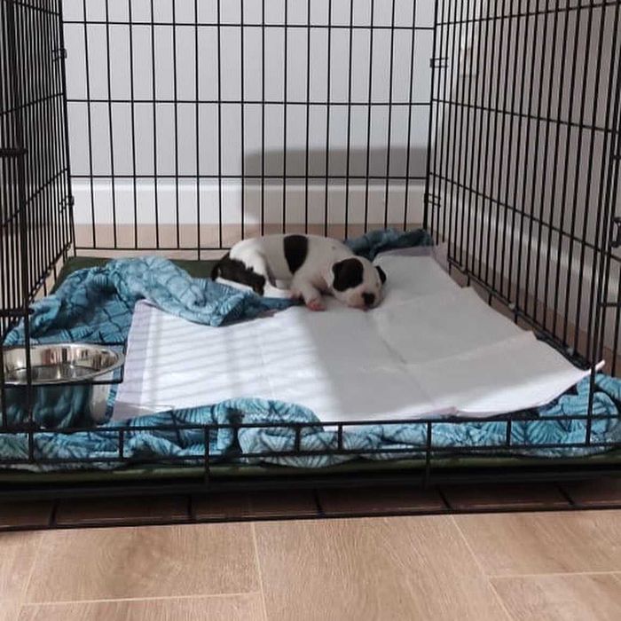 Вольер, клетка, клітка, переноска будка, домик для собак или кошек