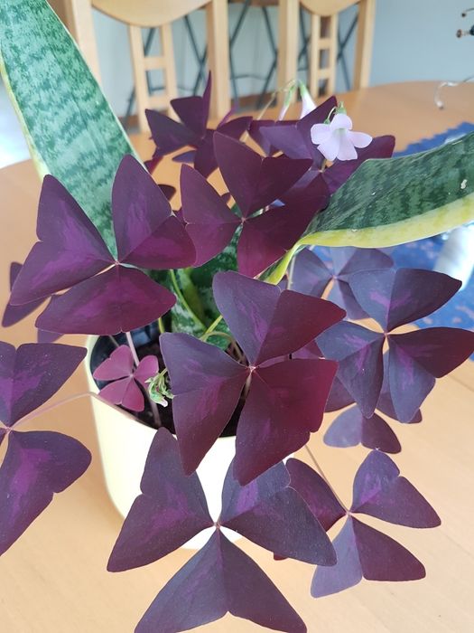 Kwiaty  sensavieria ,trzykrotka i inne