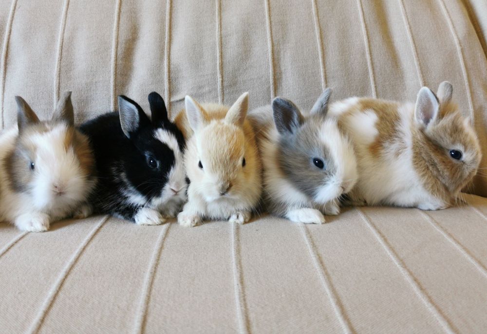 Mini Coelhos anões + gaiola nova + alimentação adequada