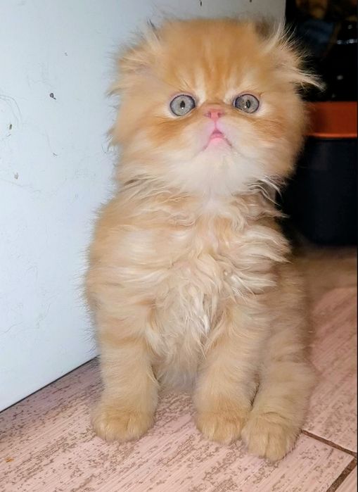 Персидский котёнок