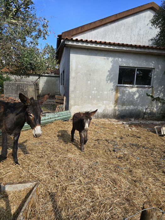 Burro cruzado de mirandês