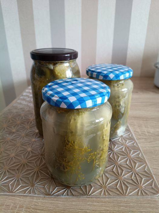 Tegoroczne kiszone ogórki