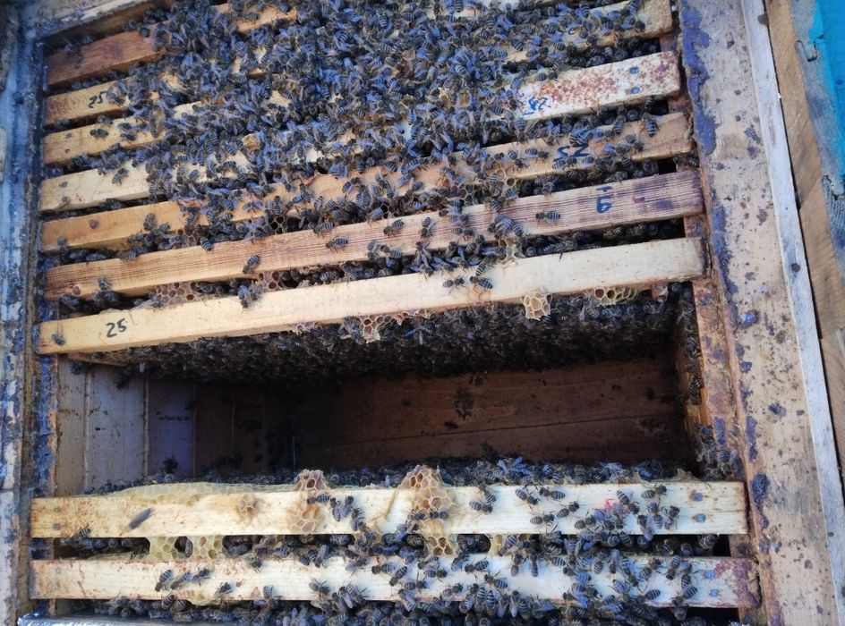 Продам бджолопакети, бджолосімї.