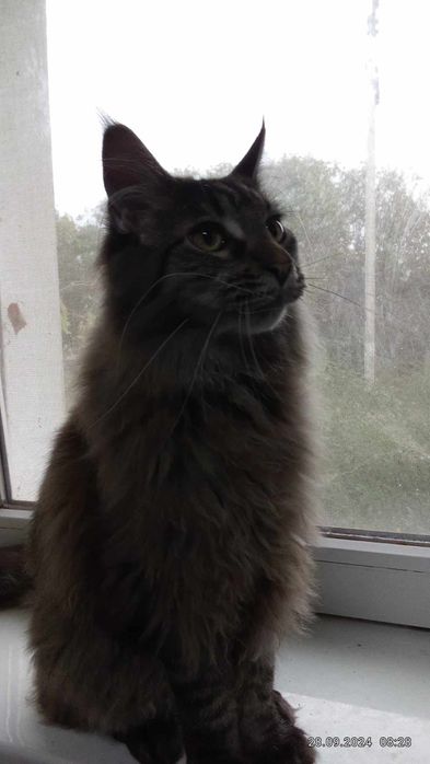 Котики Maine Coon