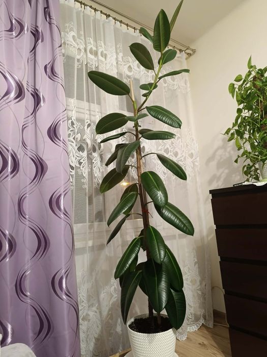 Fikus sprężysty 2m