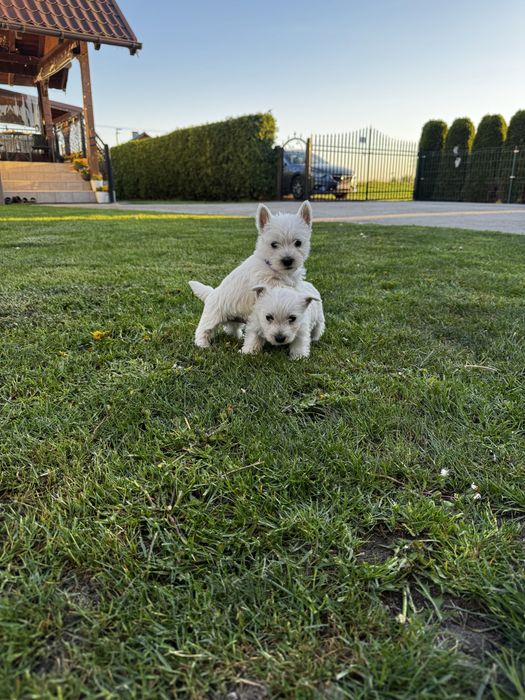 West Highland White Terrier .