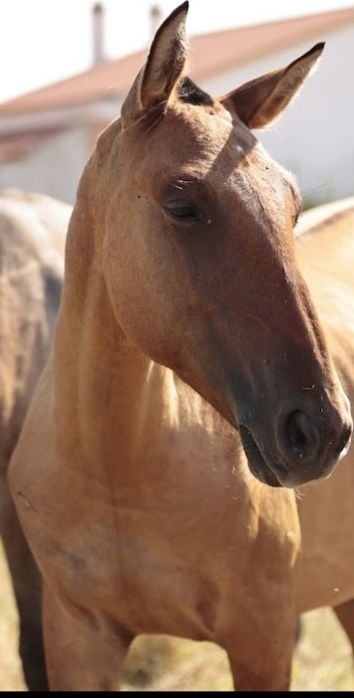 Poldra psl baio pardo