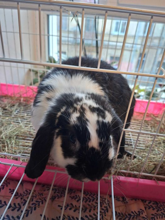 Кролик веслоухий