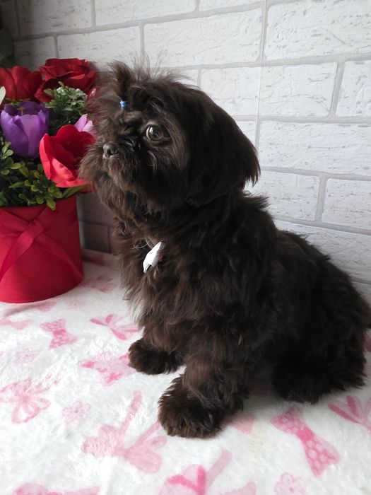 Shih Tzu  Czekolada komplet szczepień