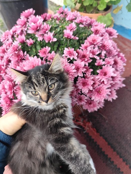 Подарую кошенятко, кішка, кошеня, кіт.