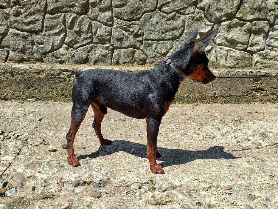 В'язка карликовий пінчер