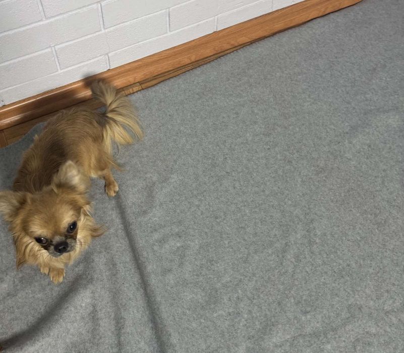 Длинношёрстный чихуахуа мальчик 12мес