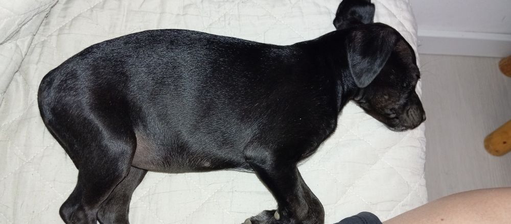 Cachorra com cerca 2 /3 meses