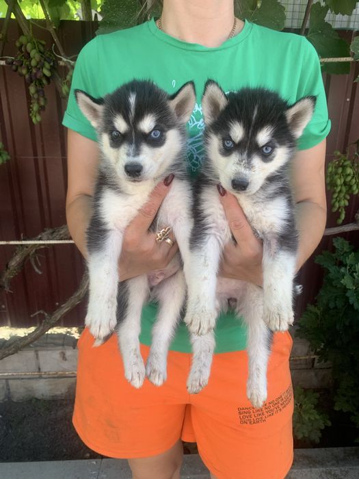 Щеночки чекають на вас