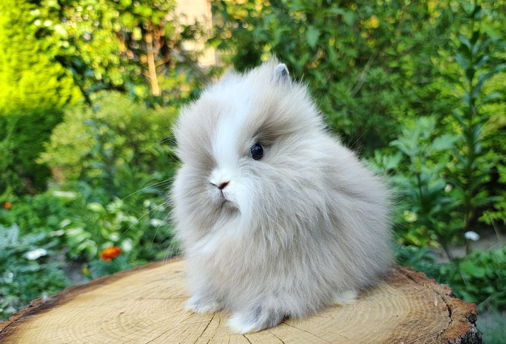 Piękne karzełki Teddy. Maluszki do rezerwacji.