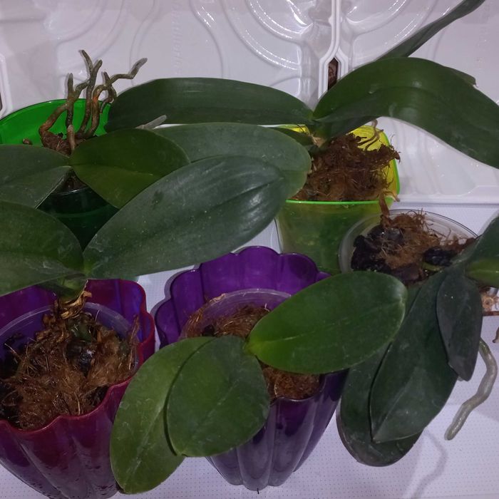 Орхидея фаленопсис молодые и отцвевшие домашние