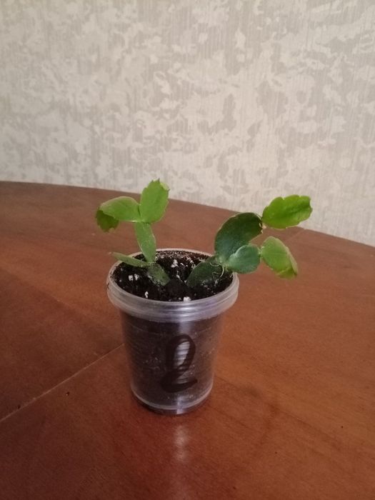 Різдвяник червоний, білий, помаранчевий Шлюмбергера Зігокактус