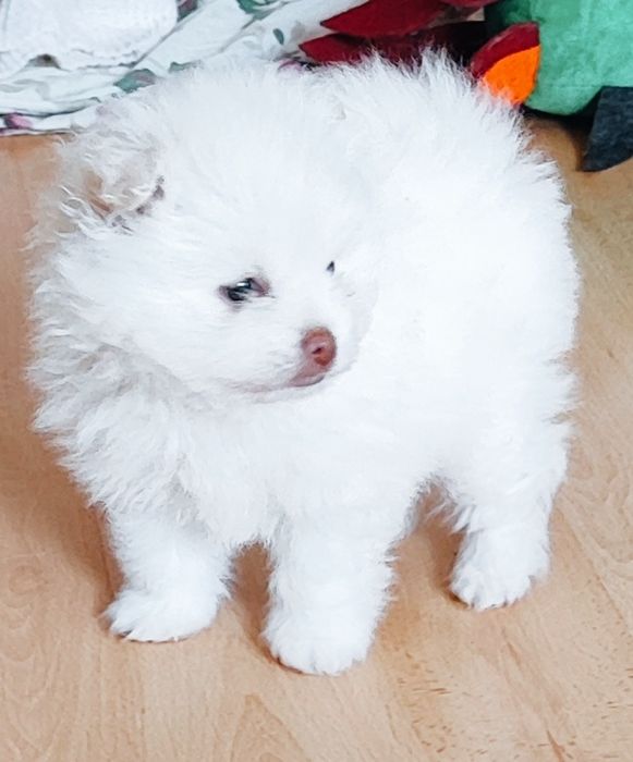 Маю хлопчика та дівчинку мініки