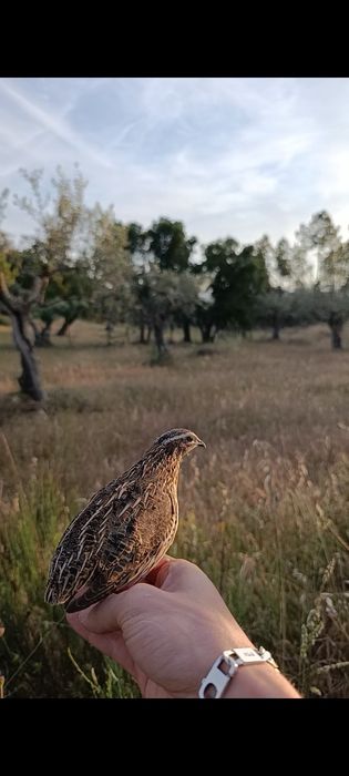 Codornizes de voo