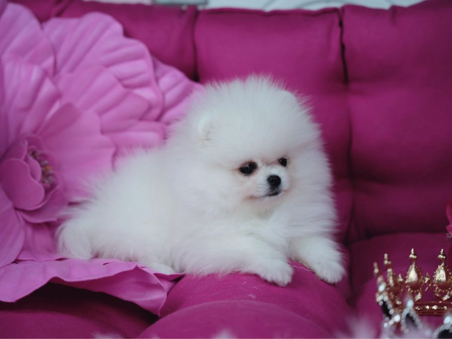 Oferuję prześliczną suczkę rasy Pomeranian