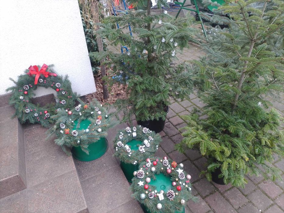 Choinka cięta świerk srebrny srebrzysty Stojak Dowóz w Głownie gratis