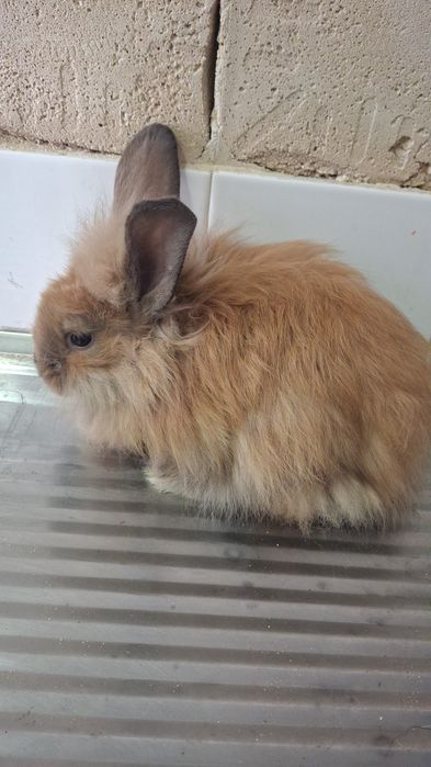 Coelhos pelodos muito fofinhos