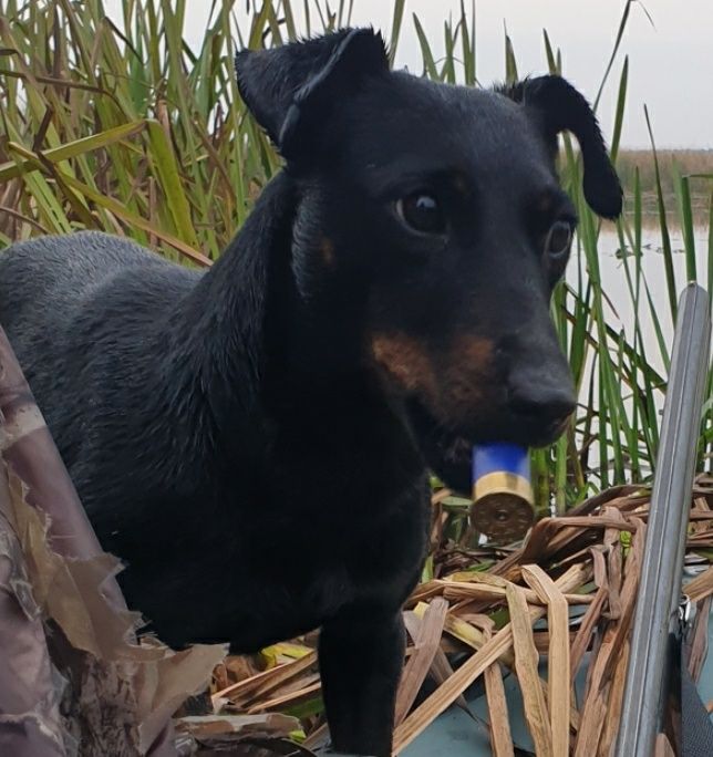 Пропала собака ягдтерьер. Черная. Девочка. Жуляны