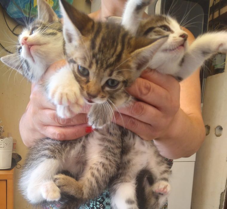 Tenho 3 gatinhos para dar com 2meses