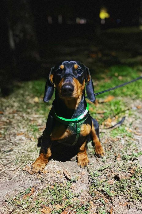 Такса, кобель такси шукає дівчинку, в'язка.