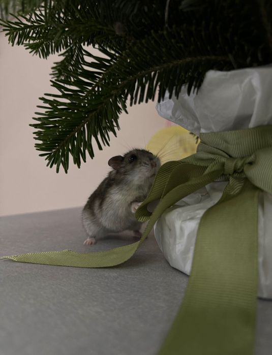 Хомʼяк Джунгарик з кліткою