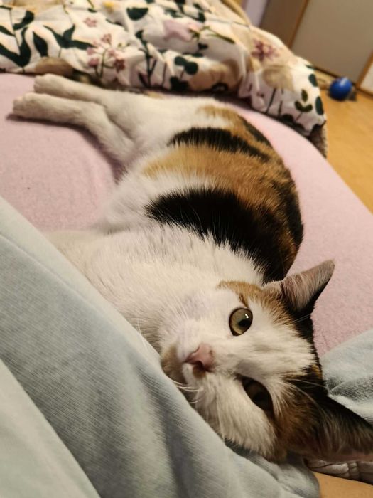 Urocza kotka Mafra szuka domku