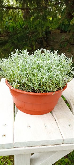 Вічнозелена ясколка