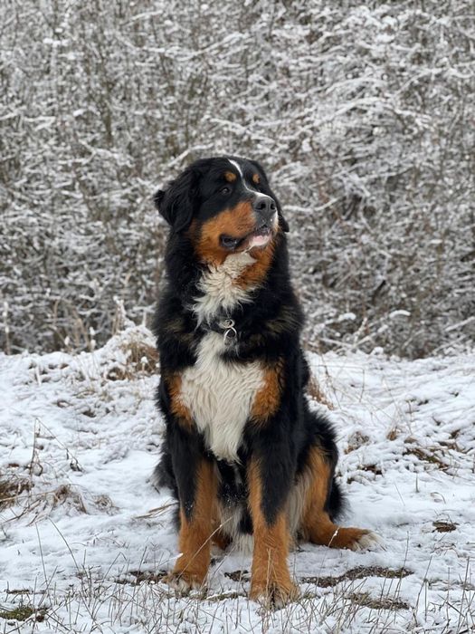 Самець для вязки зенненхунд