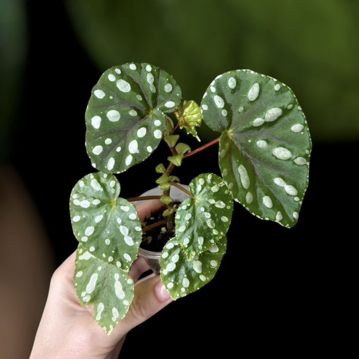 Бегония conchifolia, dracopelta