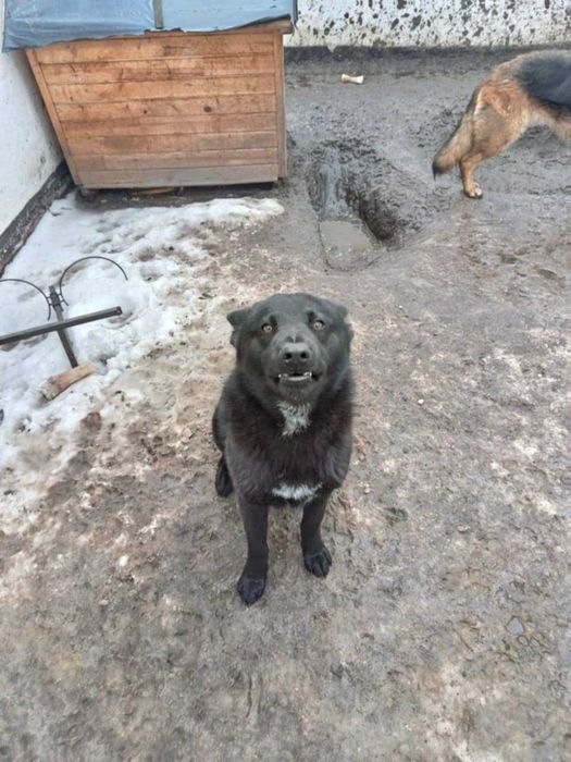 Віддам в добрі руки