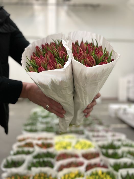 Тюльпан Голландія оптом від 500шт. ГалКвітПром.Тюльпан 8березня.