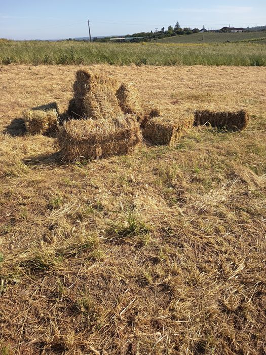 Feno mistura semeado 2025