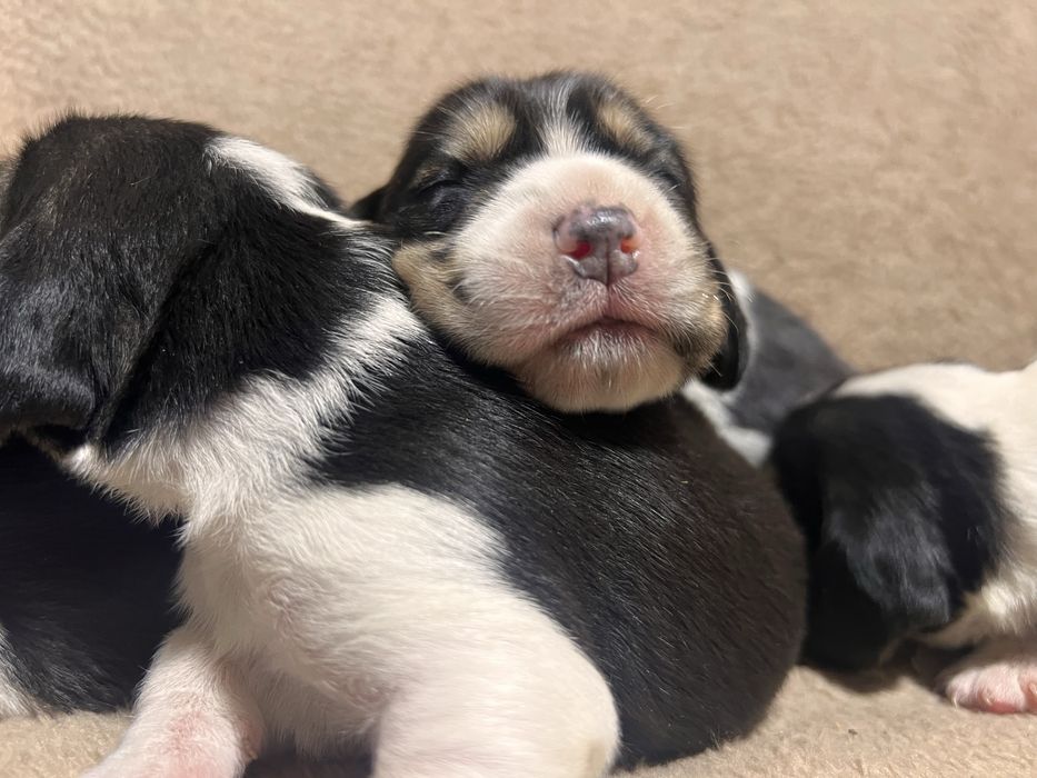 Щенки породи бігль. Біглята