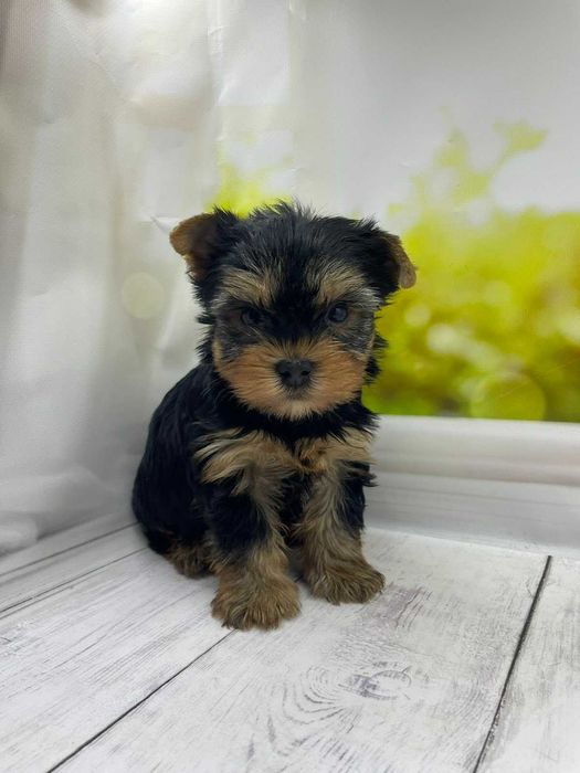 Чисокровні йорки.Гарні породні дані