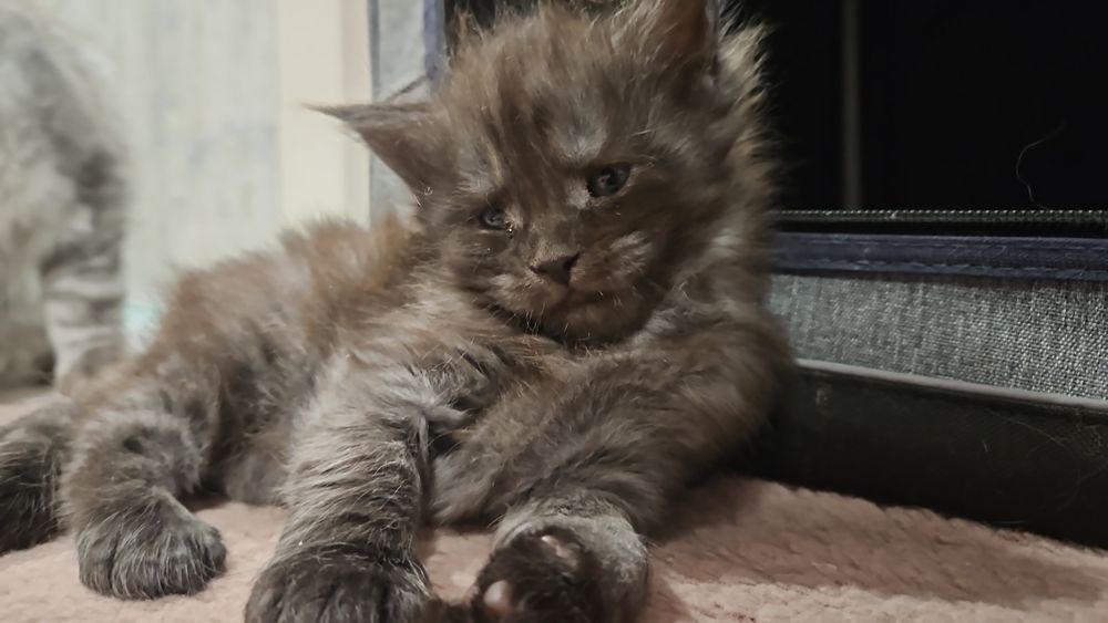 Kocurek Maine Coon  miot "J"