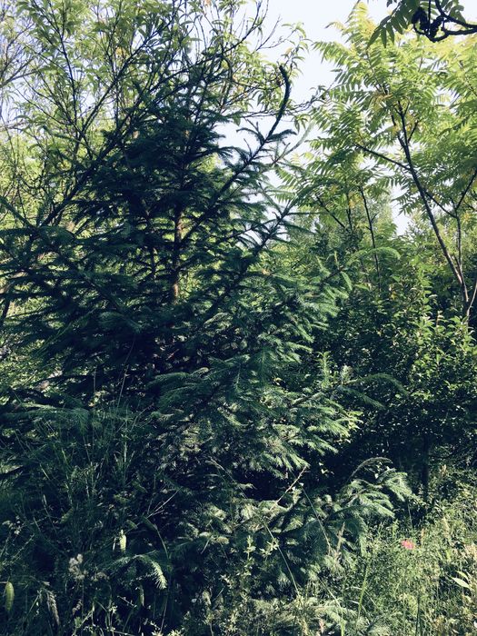 Земельна ділянка в Лісі 18сот. с.Вишнів, 10км.- Луцьк