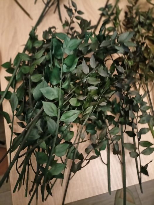 suszone rośliny zielony ruszczyk kolczasty ruskus