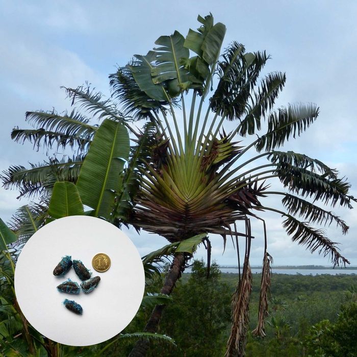 Ravenala madagascariensis – pielgrzan madagaskarski – 5 nasion Nasiona