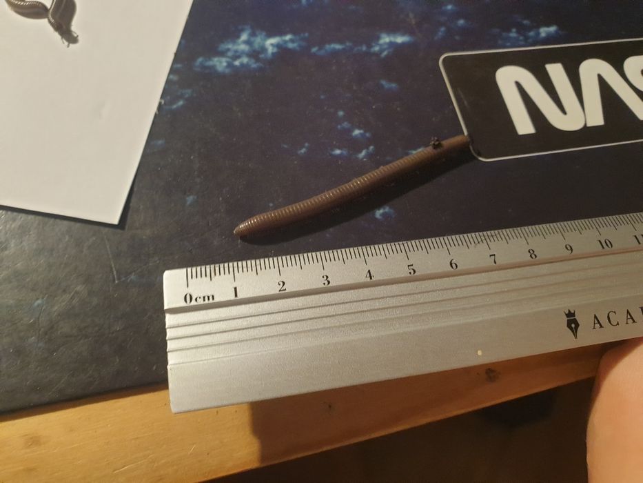 MŁODE WIJE Telodeinopus aoutii wij wije krocionogi kenijskie hodowla d