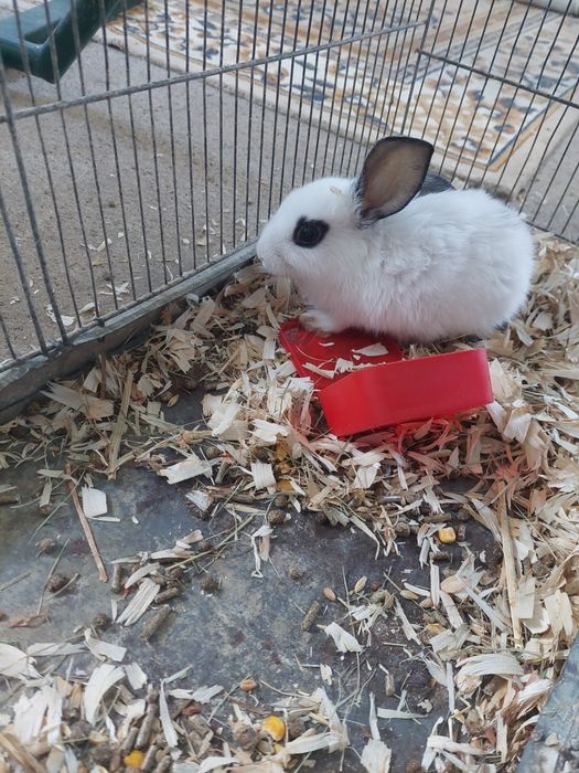 Coelhinhos bebés