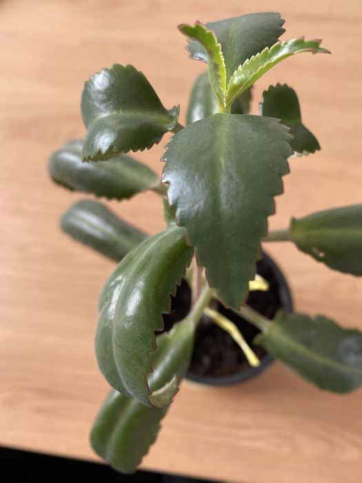 Kwiat Zyworodka doniczka