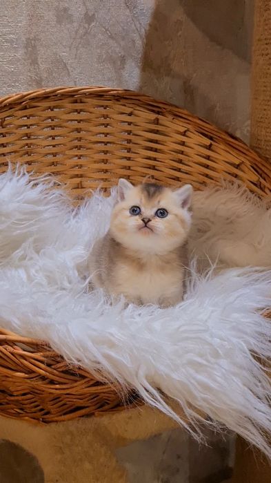 У нас бесподобные малыши