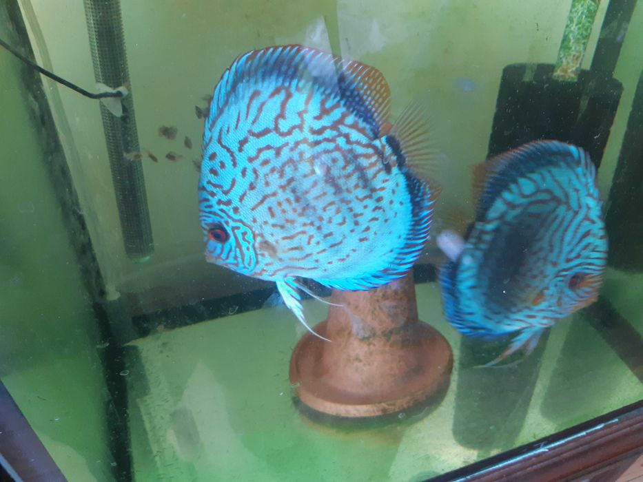 Дискусы голубой алмаз и туркис