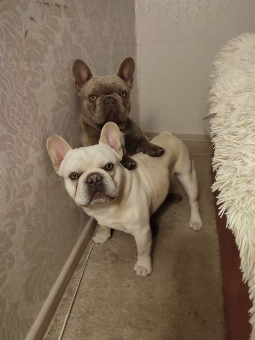 В'язка New shade французький бульдог, ізабелла під кремом