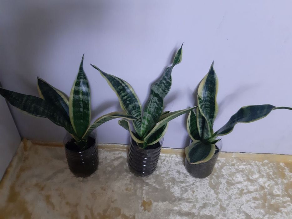 Сансевьерия с жёлтой каймой